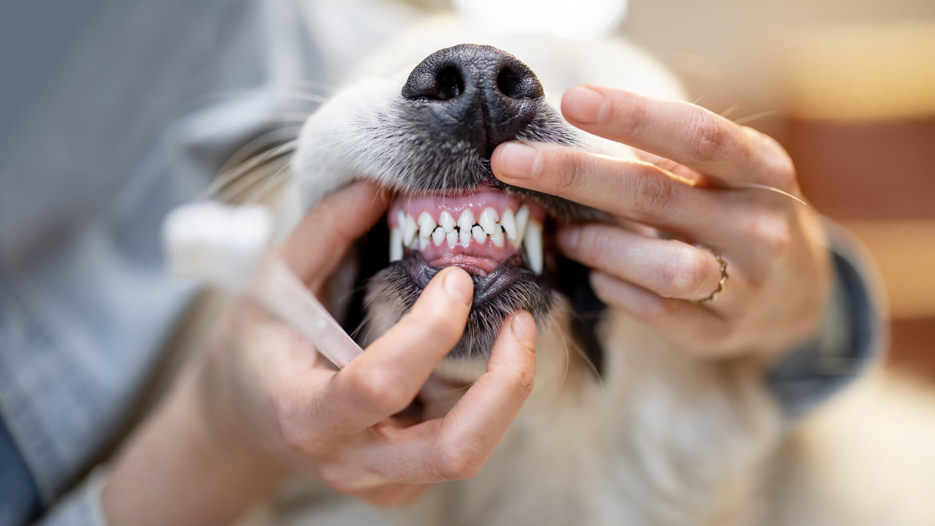 Pet dental care